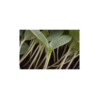 Görögdinnye Alany Basco F1 Cora Seeds - 1000 szem