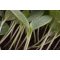 Görögdinnye Alany Basco F1 Cora Seeds - 1000 szem