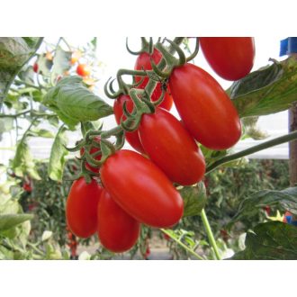 Paradicsom Zuccherino F1 Cora Seeds - 100 szem
