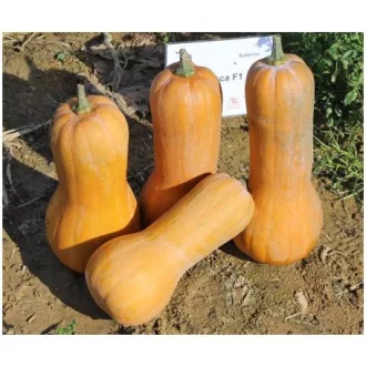 Sütőtök Tosca F1 - 1000 szem