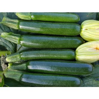 Cukkini Dessert F1 Enza - 250 szem