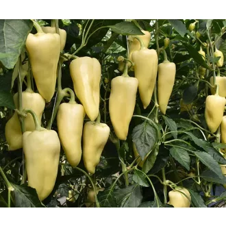 Paprika ZENTUS F1 Duna - 250 szem