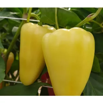Paprika Borka F1 Capsico - 1000 szem