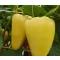 Paprika Borka F1 Capsico - 1000 szem