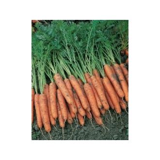 Sárgarépa Napa (2,2-2,4 mm) Bejo - 100.000 szem