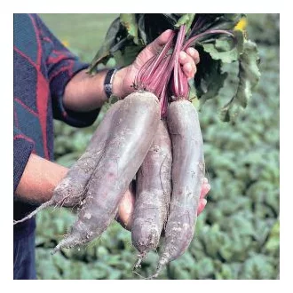 Cékla Taunus F1 (3,5-4,0) Bejo - 50.000 szem