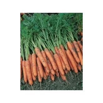 Sárgarépa Napa (2,2-2.4 mm) Bejo - 25.000 szem