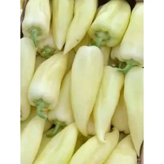 Paprika Multiflow F1 Enza - 100 szem