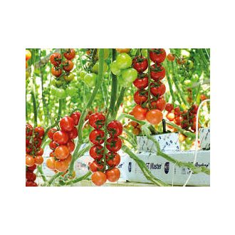 Paradicsom Annico F1 Enza - 100 szem