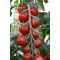 Paradicsom Ardiles F1 Enza - 100 szem