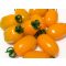 Paradicsom Santy Yellow F1 Enza - 100 szem
