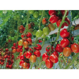 Paradicsom Savantas F1 Enza - 100 szem