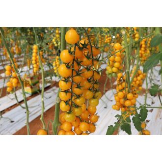 Paradicsom Yelorita F1 De Ruiter - 100 szem