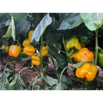 Paprika Calcio F1 Enza - 100 szem