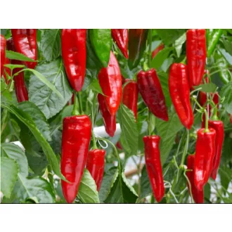 Paprika Cooper F1 Enza - 100 szem