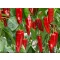 Paprika Cooper F1 Enza - 100 szem