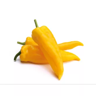 Paprika Jersey F1 Enza - 100 szem