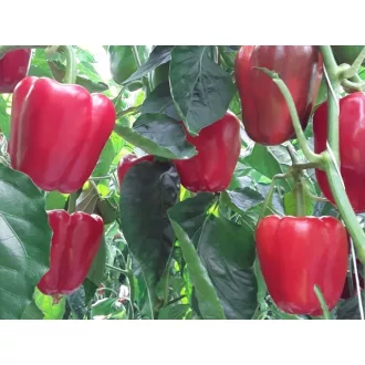 Paprika Macuba F1 Enza 100 szem