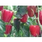 Paprika Macuba F1 Enza 100 szem