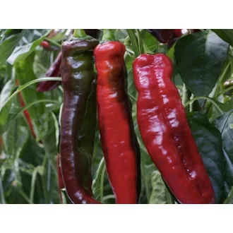 Paprika Rubinne F1 Enza - 100 szem