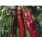 Paprika Rubinne F1 Enza - 100 szem