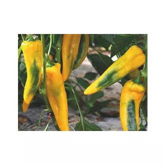 Paprika Silyen F1 Enza - 100 szem