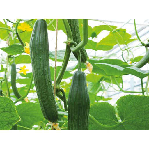 Uborka Dee Flexion F1 Kígyó Enza - 100 szem