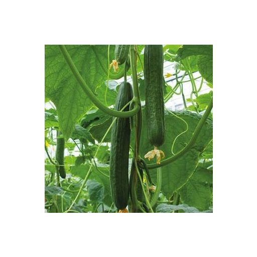 Uborka Dee Zire F1 Enza - 100 szem