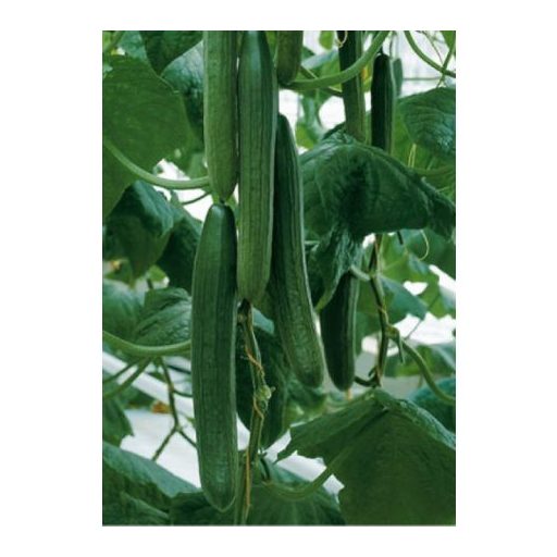 Uborka Defense F1 Enza - 100 szem