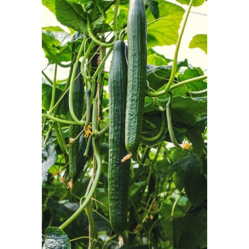 Uborka Dreamliner F1 Enza 100 - szem