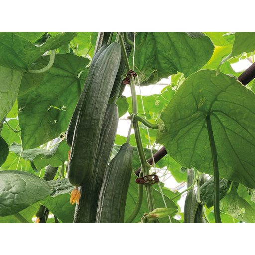 Uborka Levantino F1 Enza - 100 szem