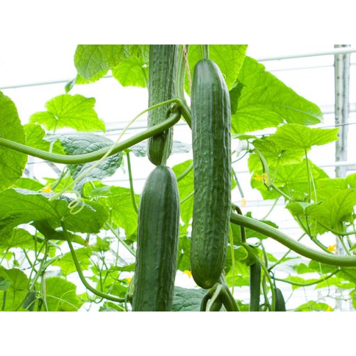 Uborka Lucania F1 Enza - 100 szem