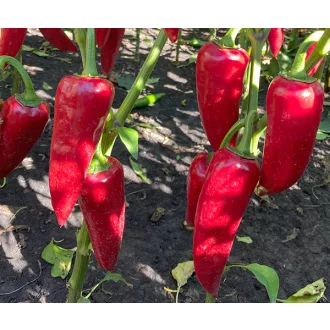 Paprika Szilaj F1 Csípős Duna - 250 szem