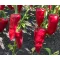 Paprika Szilaj F1 Csípős Duna - 250 szem