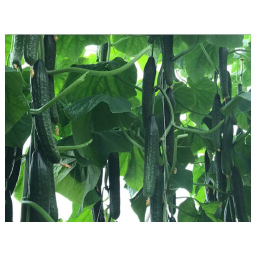 Uborka Oktan F1 Enza - 100 szem