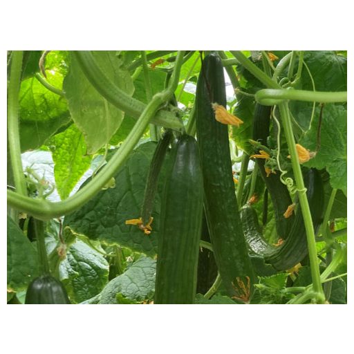 Uborka Springfield F1 Enza - 100 szem