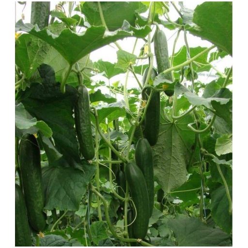 Uborka Tristan F1 Enza - 100 szem