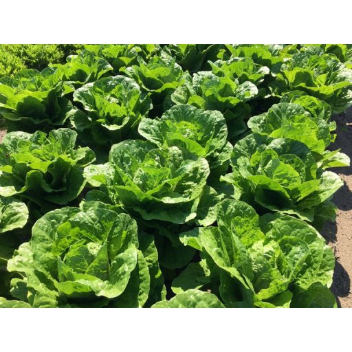 Saláta Olgada Római Pillírozott Nunhems - 5000 szem