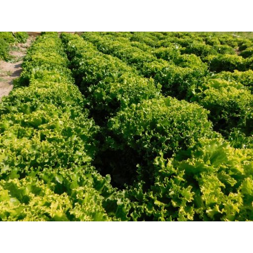 Saláta Bataille Pillírozott Batávia Nunhems - 5000 szem