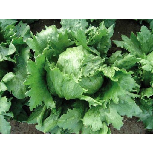 Saláta Mecana Jégsaláta Pillírozott Nunhems - 5000 szem