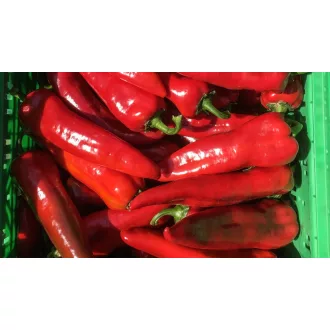 Paprika Subay F1 Kápia Nunhems -  1000 szem
