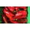 Paprika Subay F1 Kápia Nunhems -  1000 szem
