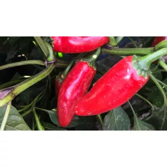 Paprika Fundador F1 Jalapeno Nunhems - 1000 szem