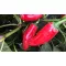 Paprika Fundador F1 Jalapeno Nunhems - 1000 szem