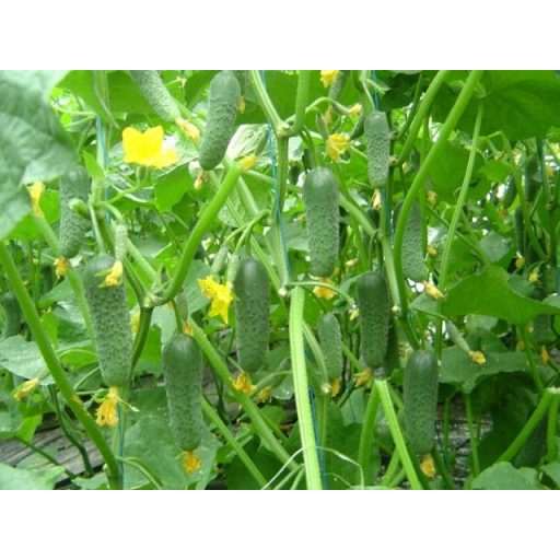 Uborka Sigurd F1 Enza - 100 szem