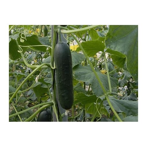 Uborka Corinto F1 Enza - 250 szem