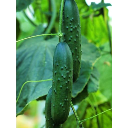 Uborka Ekron F1 Enza - 250 szem