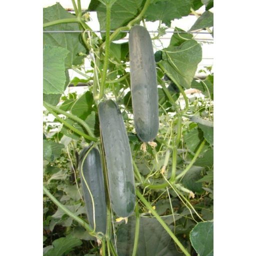 Uborka Paraiso F1 Enza - 250 szem