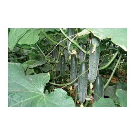 Uborka Sargon F1 Enza - 250 Szem