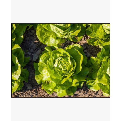 Saláta Aferdita F1 Pillírozott Enza - 5000 szem